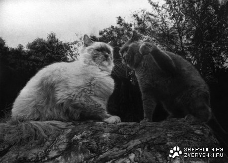 ������� ���������� (16 ���� )