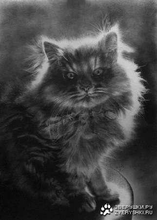 ������� ���������� (16 ���� )