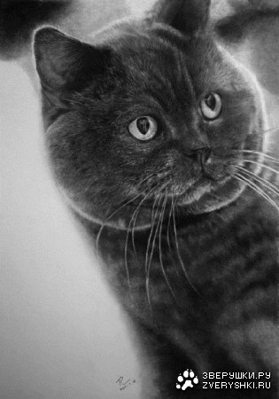 ������� ���������� (16 ���� )