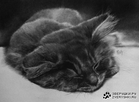 ������� ���������� (16 ���� )