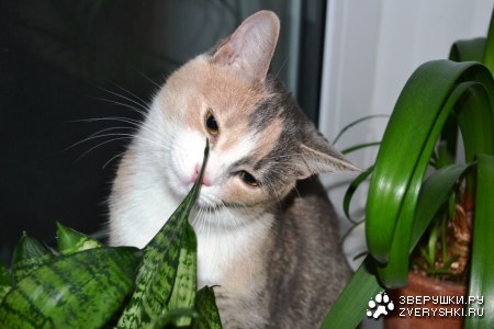 ���� ����� (6 ����)