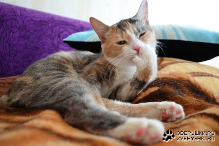 ���� ����� (6 ����)