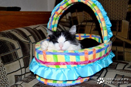 ���� ����� (6 ����)