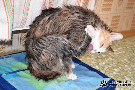 ���� ����� (6 ����)