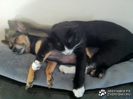 ���������� �������� (8 ����)