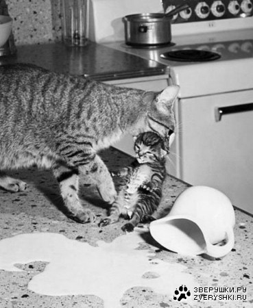 ���������� �������� (8 ����)