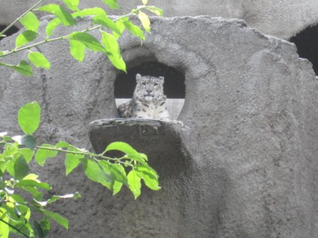 ����������� :)