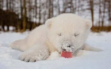 ������ ������� �� ������ (5 ����)