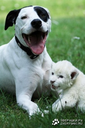 ������ ��������� ������ ������ ( 7 ���� )