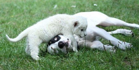 ������ ��������� ������ ������ ( 7 ���� )