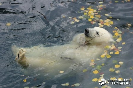 ������� ������ ���������� :)