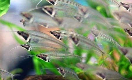 ���������� ����