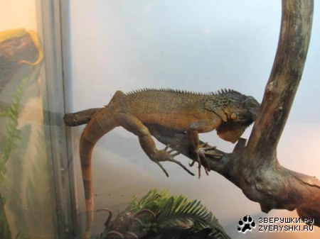 ������� :)