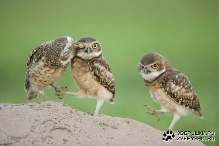 ������ :)