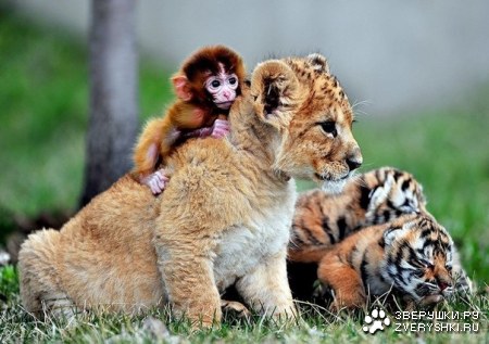 ��������� ������ ������, ������ � ��������� (8 ����)