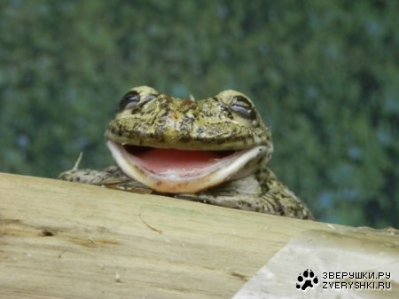 �� ������ ������ ���� ������� ;)