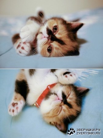 �������������� ����� ;)