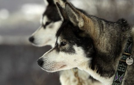 ������� ������ - ������ � ������ ��������� (7 ����)