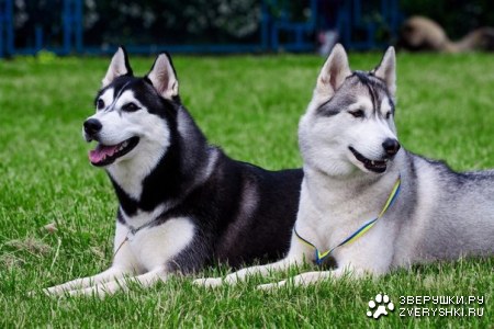 ������� ������ - ������ � ������ ��������� (7 ����)