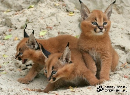 ������ ����� ������� :)