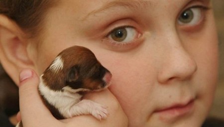 �����-����� �� ������ ���� (6 ����)