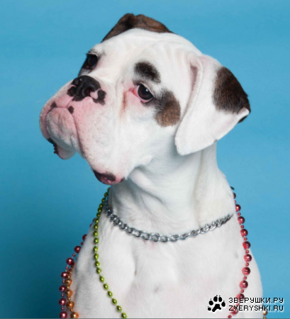 �������������� :)