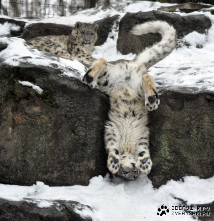 ������� :)