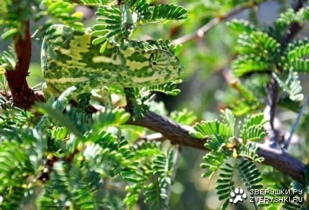 ����� ���������? :)