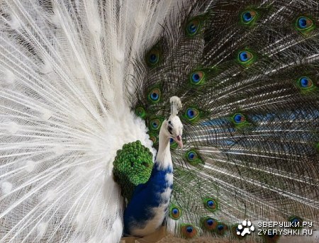 ������ ������������� ���������