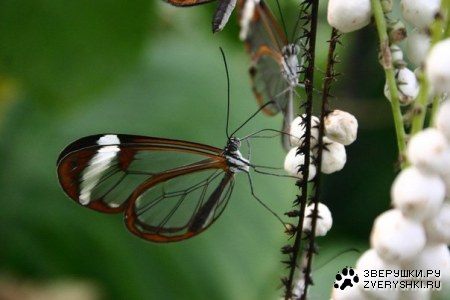 ������� ����� ��� (9 ����)