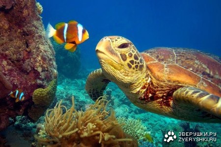 ������ �������� (9 ����)