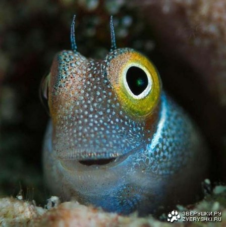 �������������� ����� :)