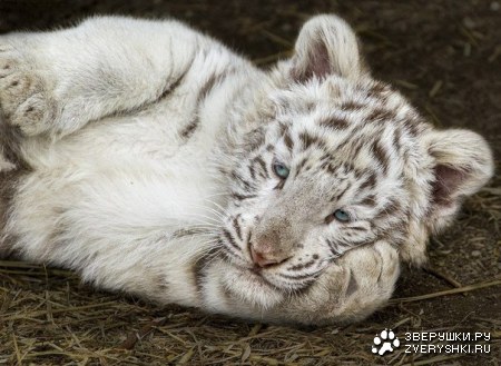 ��������� ������� ;)