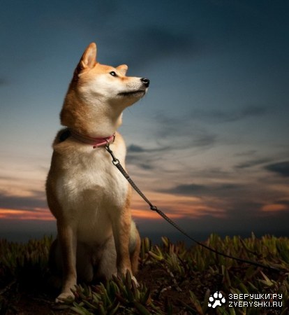 ������ ����� ����� ��-������ ;) (5 ����)