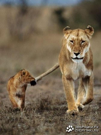 ����� �� ���������� ;)