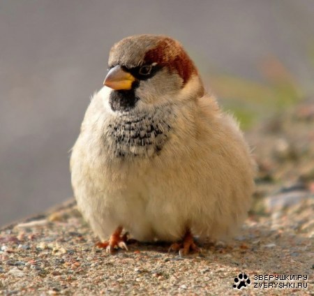 ��������� ������� XXL :)