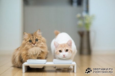 ������ ����� � � ������� ����� (7 ����)