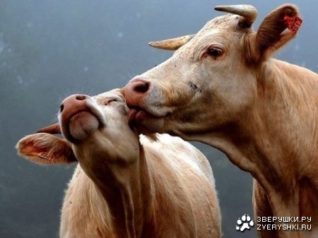 ����� ��� �������� ������� (10 ����)