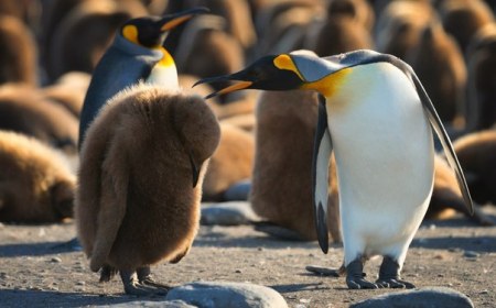 ����������...