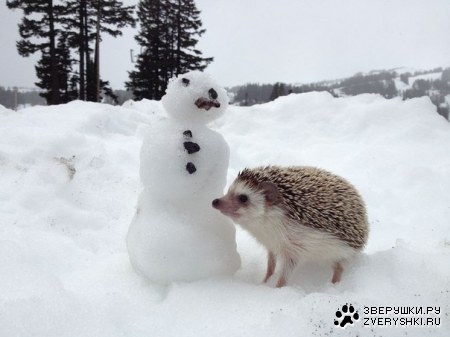 ���� ������ ���� ����� :)