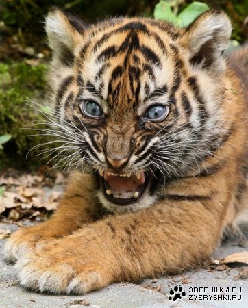 ���� �������!