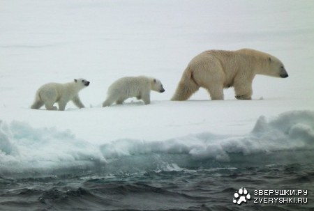 �������� ������� (7 ����)