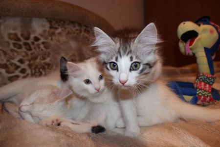 ��������! ������ ����� ������!