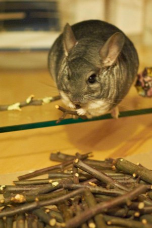 ������ (3 ����)