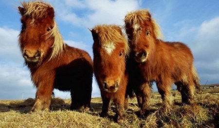 ����������� ����