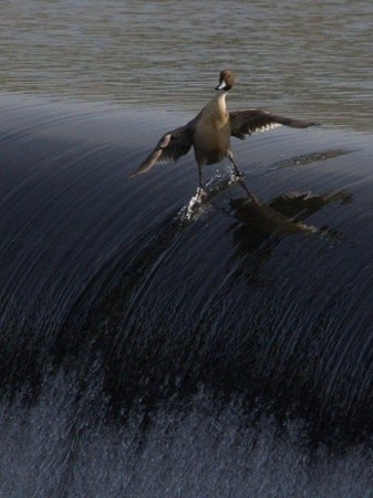 ������ �������� ;)