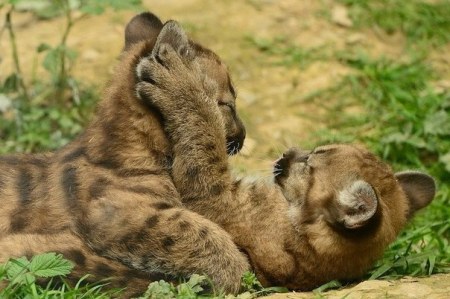 ���� ������� ���� (10 ����)