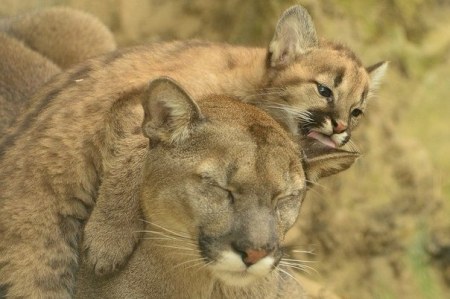 ���� ������� ���� (10 ����)