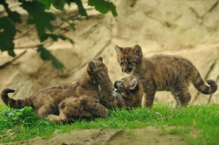 ���� ������� ���� (10 ����)