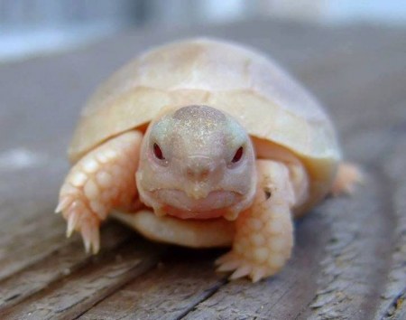 �����������-��������